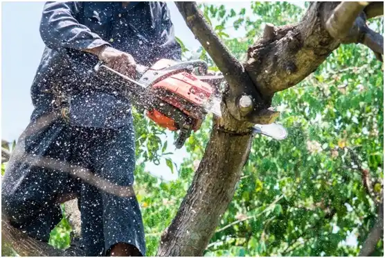 tree services Jennerstown